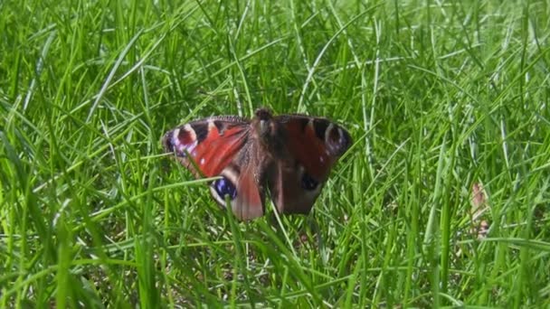 Acércate a la mariposa muerta — Vídeos de Stock