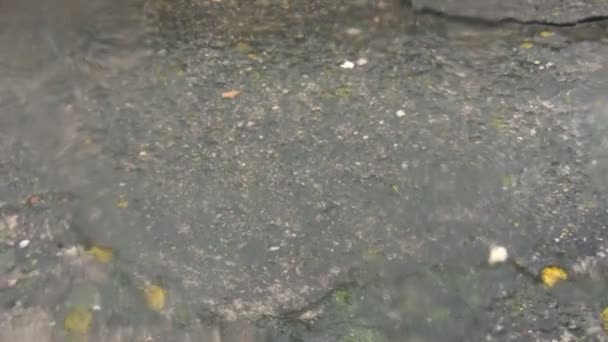 Rain, hailstones and dead fly through glass — Stock Video