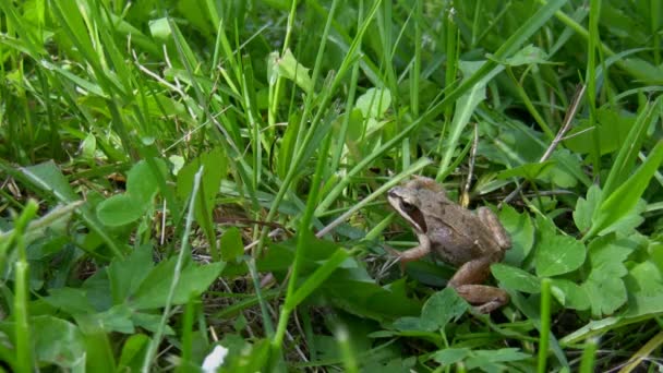 Mała żaba sprawia, że duży skok — Wideo stockowe