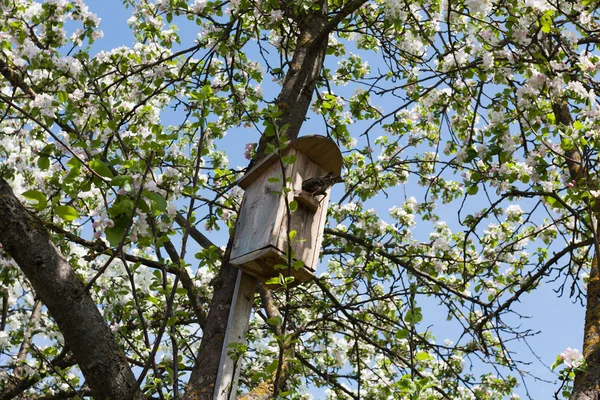 Bird getting into nesting box — Stock Photo, Image