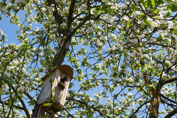 kuş starling evde