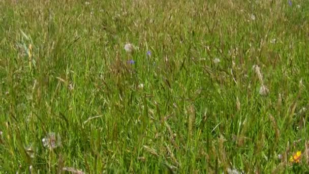 Herbe non coupée fond — Video