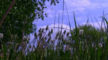 kurutulmuş dandelions ile yeşil çimen.