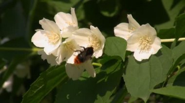 Yasemin ve bumblebee portre