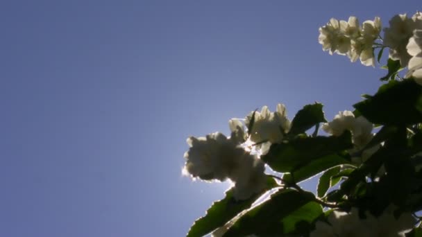 Jasmine and backlit bee — Stock Video