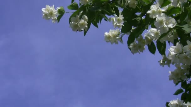 Jasmin blommor mot blå himmel — Stockvideo