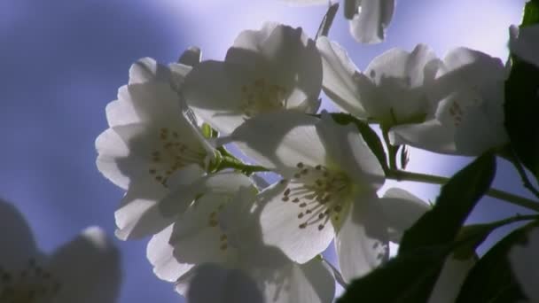 Primer plano de flores de jazmín suavemente balanceándose en el viento — Vídeos de Stock