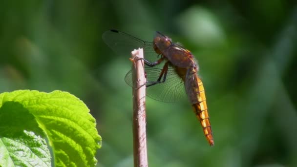 Libellula sul gambo — Video Stock