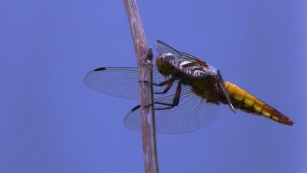 Dragonfly isolated on blue — Stock Video