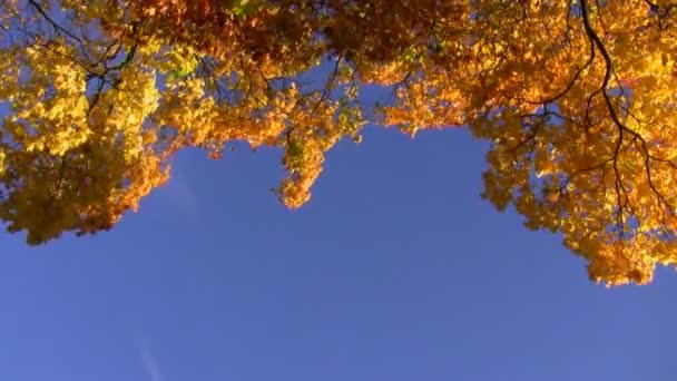 Golden autumn — Stock Video