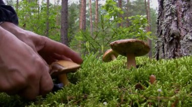 ormandaki blueing bolete mantar toplama