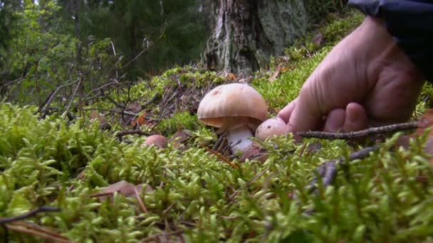 Picken paddestoelen — Stockvideo