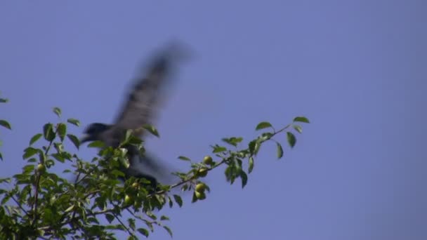 Atterrissage corbeau — Video