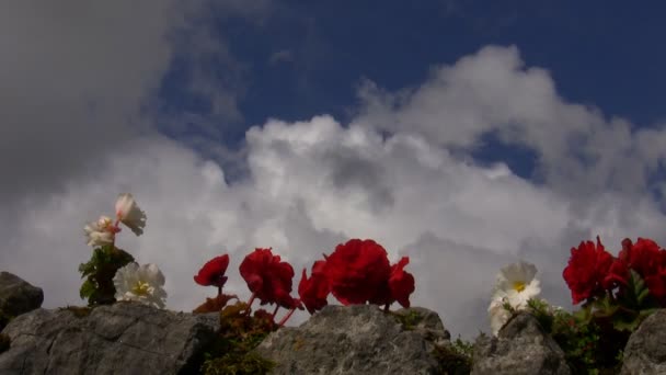 Flores de begonia roja y blanca — Vídeos de Stock