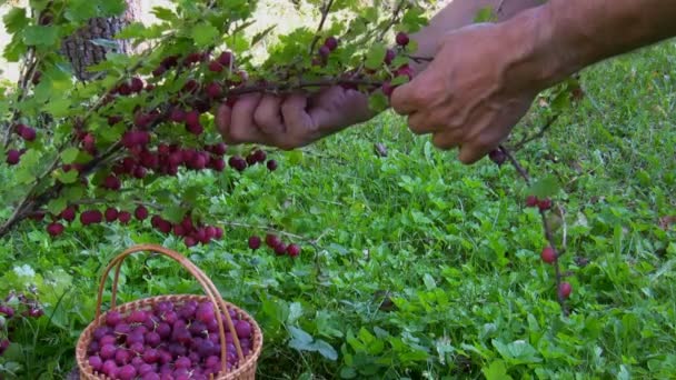 Picking berries — Stock Video