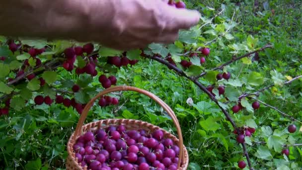 Время сбора урожая, сбор ягод — стоковое видео