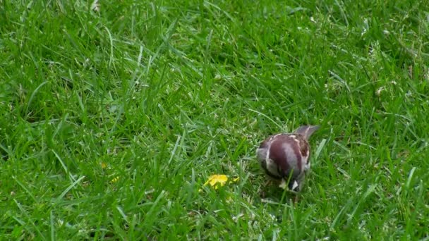 Sparrow výdeje drobky z trávy — Stock video