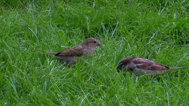 Zwei Sperlinge auf dem Gras — Stockvideo
