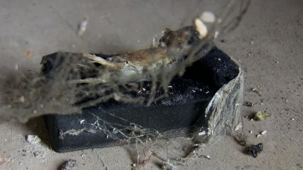 Bir cesedi saklamak örümcek web perde — Stok video