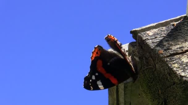 Butterfly defecated — Stockvideo