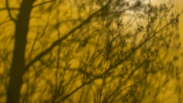 Sombra de árbol sobre fondo amarillo — Vídeo de stock