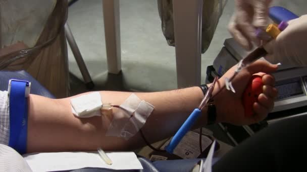 Nurse drawing blood from donor — Stock Video