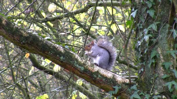 Gray squirrel eating nut — Stock Video