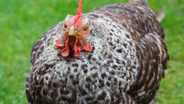 Primer plano de la gallina moteada — Vídeo de stock