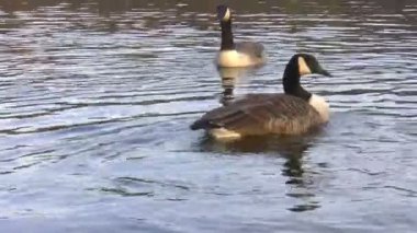 izole iki eşzamanlı kaz