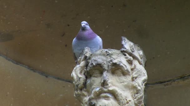 Taubenvogel auf dem Kopf der Statue — Stockvideo