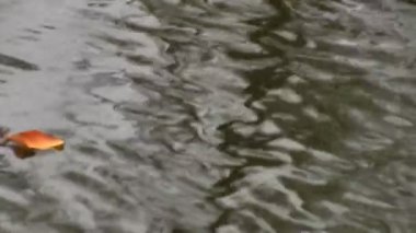 tek yaprak sonbaharda su üzerinde drifting