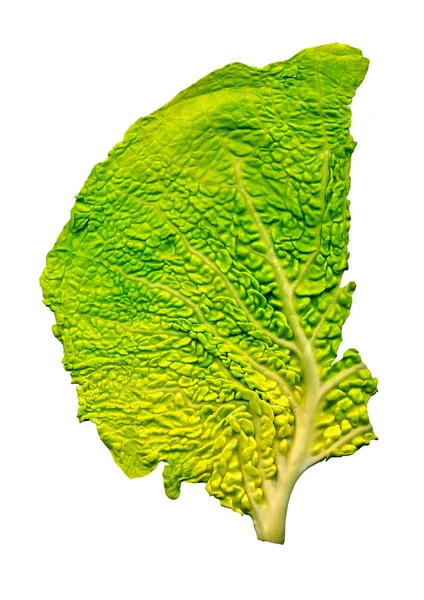 Cabbage leaf structure — Stock Photo, Image