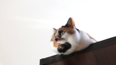 bir meraklı alaca kedi başının üzerinde beyaz izole kapatmak