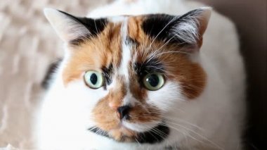Üç renkli kedi göz kırpma sağlar