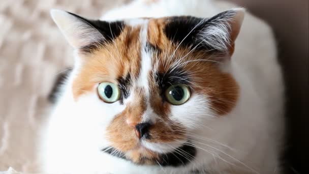 Tricolore gatto dà un occhiolino — Video Stock
