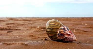 Kumdaki deniz kabuğu