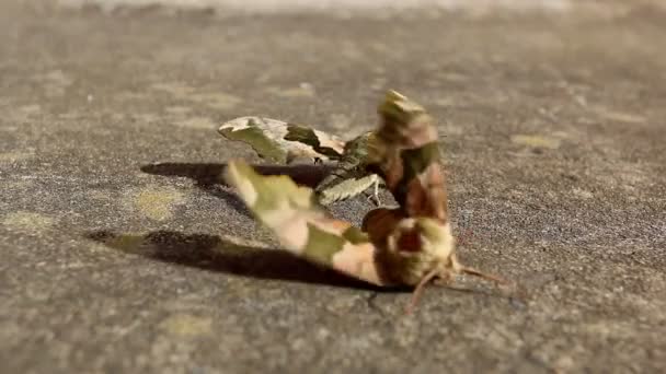 Le papillon mâle laisse la femelle soufflée par le vent 