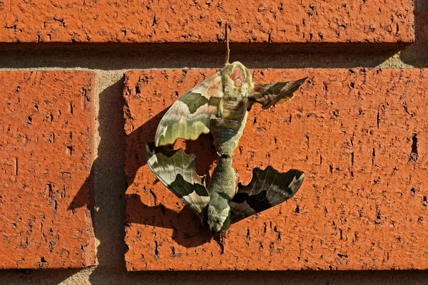 Polillas apareándose en una pared de ladrillo — Foto de Stock