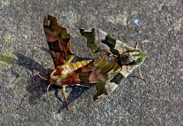 Moths mating on concrete floor — Stock Photo, Image