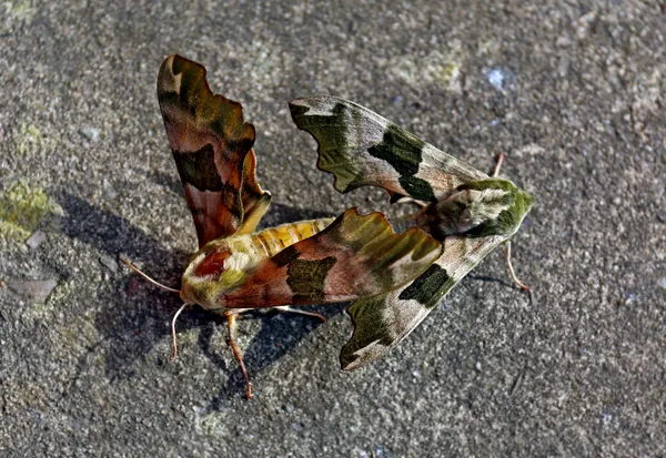 コンクリートの床に交尾蛾 ロイヤリティフリーのストック画像