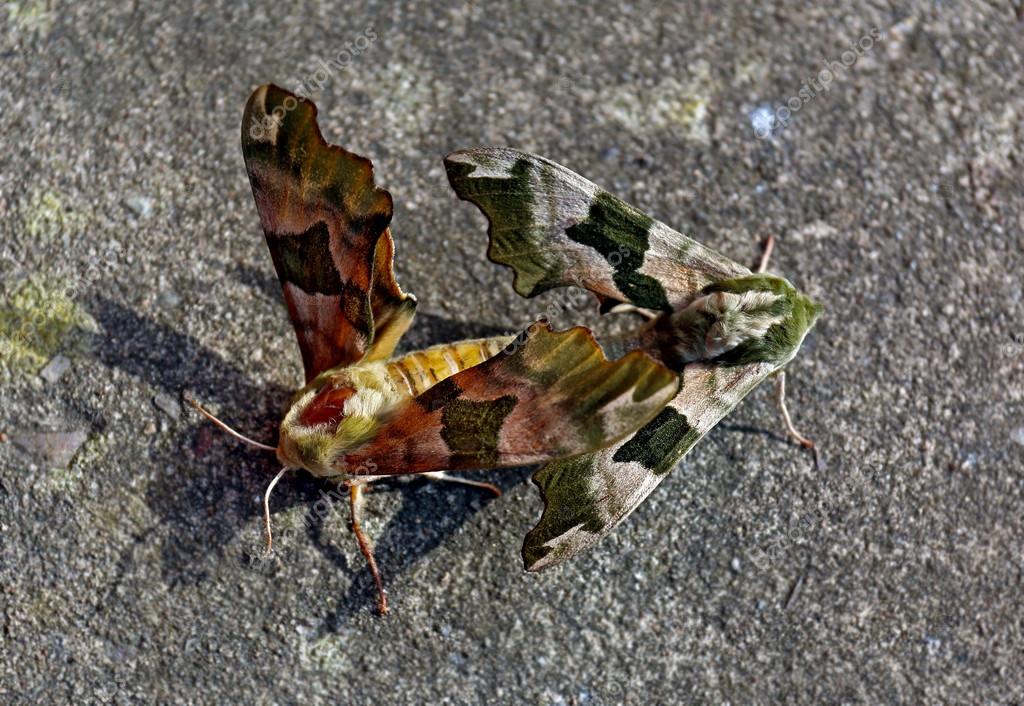 Motten paaren sich auf Betonboden - Stockfotografie: lizenzfreie Fotos