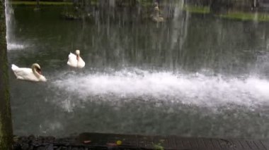 iki kuğu ve şelale Park