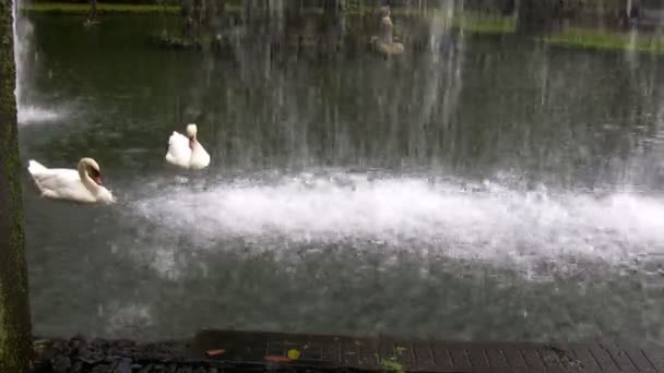 Paar van zwanen en waterval in het park — Stockvideo