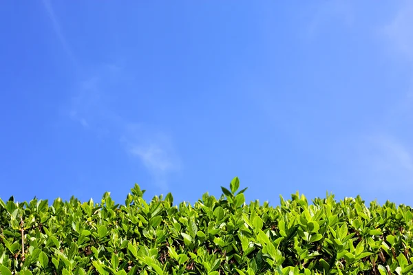 Zöld sövény és a kék ég háttér Stock Kép
