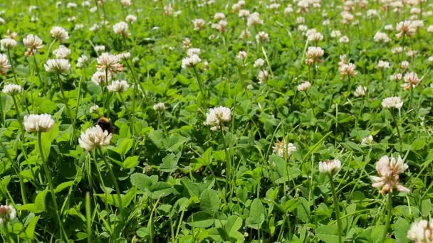 Bourdon dans la prairie de trèfle — Video