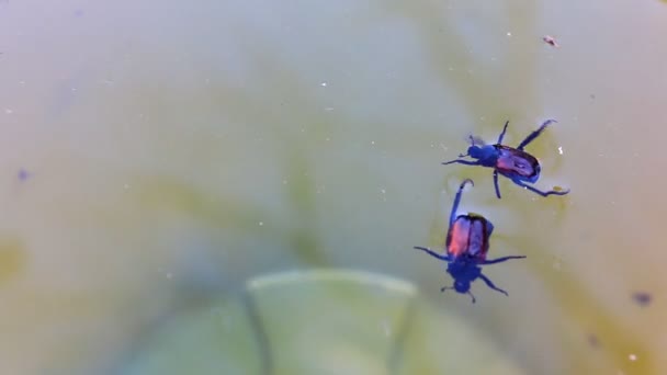 Käfer kämpfen im Wasser — Stockvideo