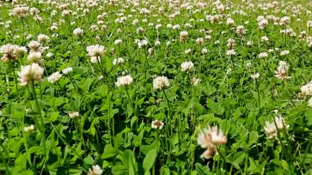 Prairie de trèfle en fleurs — Video