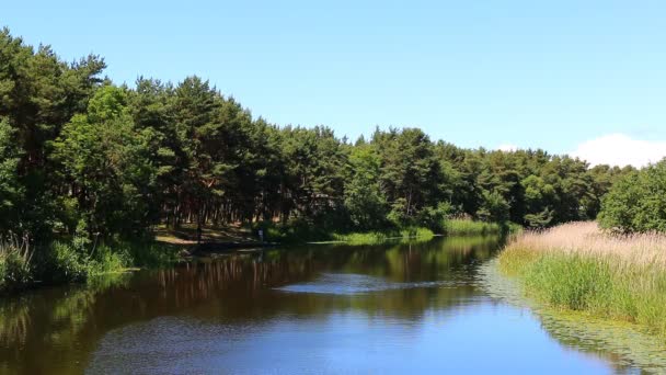 松の森で穏やかな川 — ストック動画