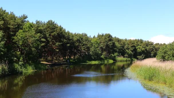 Río tranquilo en el bosque de pinos — Vídeos de Stock