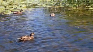 doğal ortamlarında yaban ördekleri